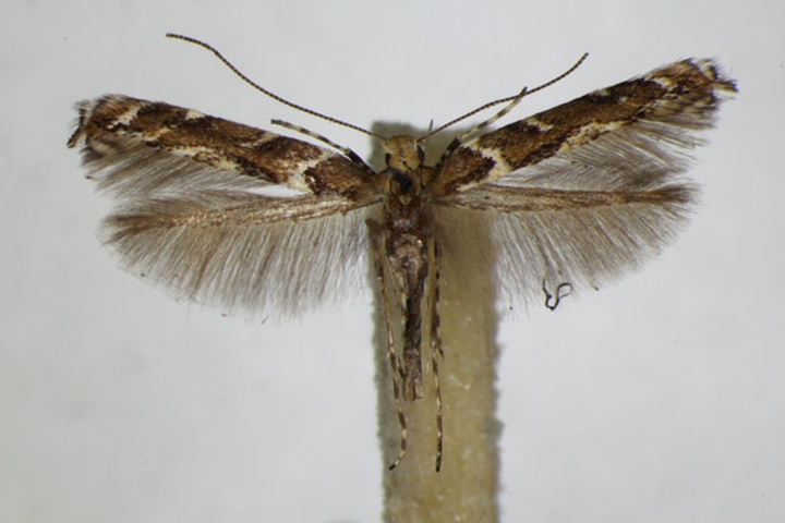 /filer/webapps/moths_gc/media/images/B/brongniardella_Acrocercops_A_ZSM.jpg
