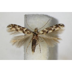 /filer/webapps/moths_gc/media/images/P/populifoliella_Phyllonorycter_A_ZSM.jpg