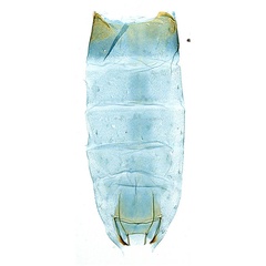 /filer/webapps/moths_gc/media/images/P/pinnatae_Liocrobyla_PT5_GF_abdomen_ANIC.jpg