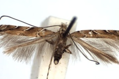 Acrocercops cocciferellum