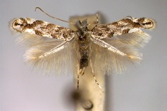 Phyllonorycter comparella