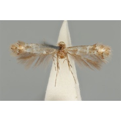 /filer/webapps/moths_gc/media/images/E/enchalcoa_Phyllonorycter_ST_ANIC31-075606_dorsal.jpg