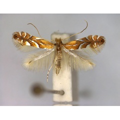 /filer/webapps/moths_gc/media/images/A/anatolica_Phyllonorycter_A_.jpg