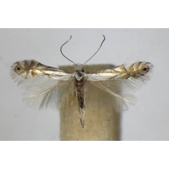 /filer/webapps/moths_gc/media/images/H/heegeriella_Phyllonorycter_A_ZSM.jpg