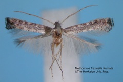 Metriochroa fraxinella