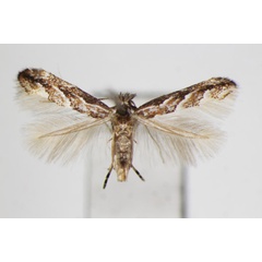 /filer/webapps/moths_gc/media/images/I/issikii_Phyllonorycter_A_ZSM.jpg