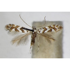 /filer/webapps/moths_gc/media/images/A/acerifoliella_Phyllonorycter_A_ZSM_2.jpg