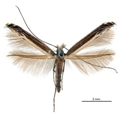 /filer/webapps/moths_gc/media/images/A/australis_Ornica_A114M_De-Prins-etal_2025_272.jpg