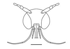 /filer/webapps/moths_gc/media/images/A/ambrosiavora_Atacamaptilia_head_Espinoza-Donoso-etal_2022_407.jpg