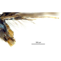 /filer/webapps/moths_gc/media/images/L/leucographa_Parectopa_HT_leg_ANIC.jpg