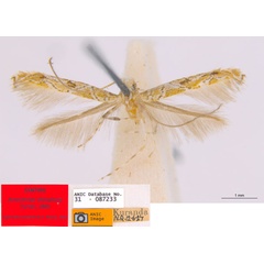 /filer/webapps/moths_gc/media/images/C/clisiophora_Acrocercops_ST4_ANIC.jpg