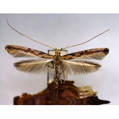 /filer/webapps/moths_gc/media/images/S/schisandrae_Caloptilia_PT_EIHU.jpg