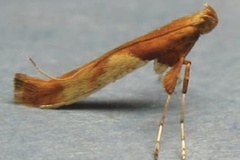 Caloptilia hemidactylella