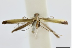 Caloptilia callichora