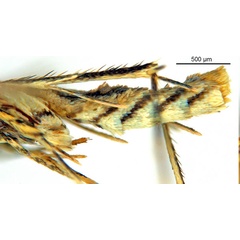 /filer/webapps/moths_gc/media/images/D/djabu_Diphtheroptila_HT_abdomen_ANIC.jpg