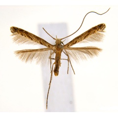 /filer/webapps/moths_gc/media/images/G/glochidia_Diphtheroptila_PT14_ANIC.jpg