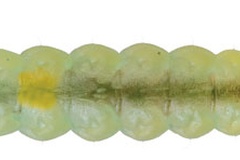 Parectopa robiniella