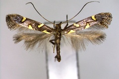 Calybites phasianipennella