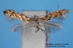 Phyllonorycter nepalensis