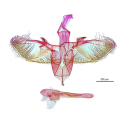 /filer/webapps/moths_gc/media/images/C/crotonella_Diphtheroptilla_HT_GM_ANIC.jpg