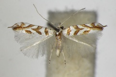 Phyllonorycter kuhlweiniella
