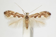 Phyllonorycter connexella