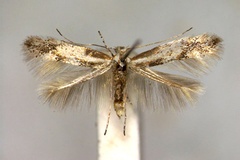Phyllonorycter cytisella
