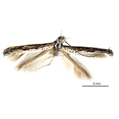 /filer/webapps/moths_gc/media/images/T/thraustica_Stomphastis_A_De-Prins-etal_2025_256.jpg