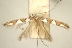 Dialectica odontosema