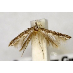 /filer/webapps/moths_gc/media/images/C/colymbetella_Epicephala_A_BMNH(E)-1055709.jpg