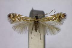 Phyllonorycter platani