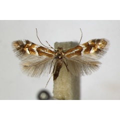 /filer/webapps/moths_gc/media/images/D/dubitella_Phyllonorycter_A_ZSM.jpg