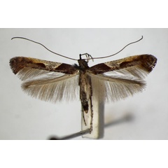 /filer/webapps/moths_gc/media/images/F/fidella_Caloptilia_A_ZSM_7.jpg