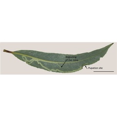 /filer/webapps/moths_gc/media/images/V/valentinensis_Phyllocnistis_Mine_Kirichenko-etal_2023d_18.jpg