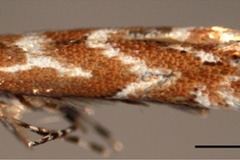 Phyllonorycter issikii