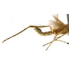 /filer/webapps/moths_gc/media/images/G/glochidia_Diphtheroptila_PT12_legs_ANIC.jpg