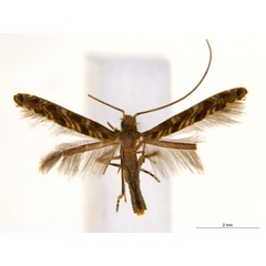 /filer/webapps/moths_gc/media/images/C/crotonella_Diphtheroptila_PT10_ANIC.jpg