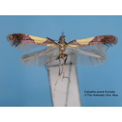 /filer/webapps/moths_gc/media/images/A/aceris_Caloptilia_HT_EIHU.jpg