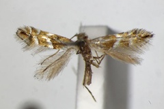 Phyllonorycter sorbicola