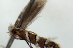 Phyllonorycter dombeyae