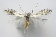 Phyllocnistis asiatica