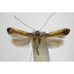 /filer/webapps/moths_gc/media/images/A/azaleella_Caloptilia_A_ZSM_2.jpg