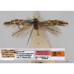 /filer/webapps/moths_gc/media/images/A/acares_Aristaea_ST7_ANIC.jpg