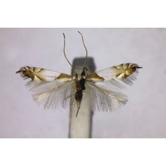 /filer/webapps/moths_gc/media/images/R/roboris_Phyllonorycter_A_BMNH_01.jpg