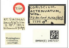 /filer/webapps/moths_gc/media/images/A/attenuatum_Acrocercops_HT_1407157_BMNH_Labels.jpg
