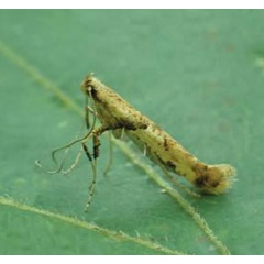 /filer/webapps/moths_gc/media/images/H/honoratella_Caloptilia_Plant_2022_28c.jpg