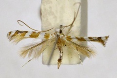 Acrocercops petalopa