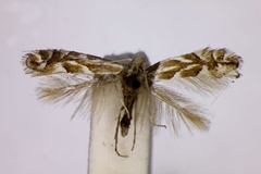 Phyllonorycter carpinicolella