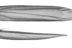 Pogonocephala heteropsis
