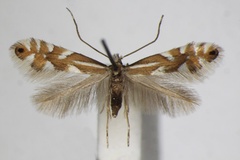 Phyllonorycter alpina